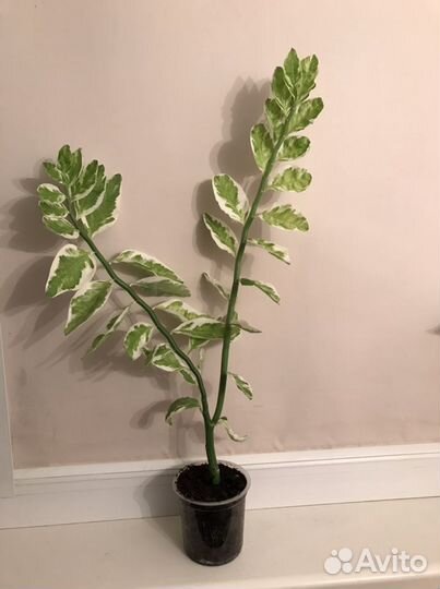 Педилантус