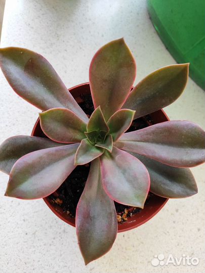 Суккуленты, эхеверии, граптоверии