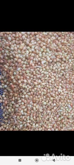 Лук севок оптом