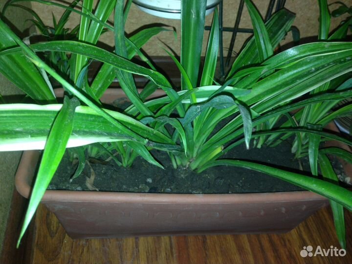 Хлорофитум