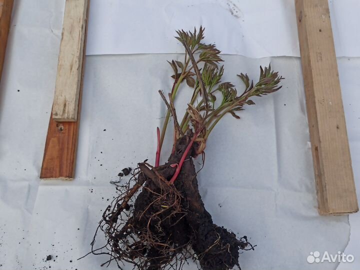 Пион корень