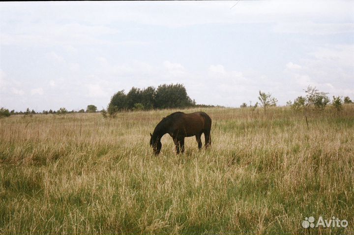Пленочный фотоаппарат Samsung Vega 77i примеры