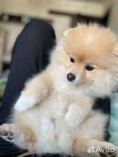 Померанский шпиц