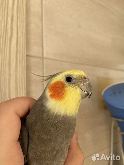 Попугай корелла