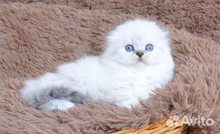 Британский вислоухий котенок