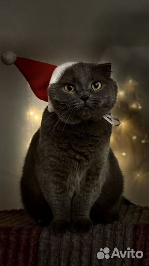 Съемка животных на память или на пристройство