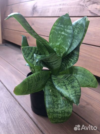 Сансевиерия