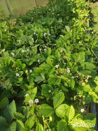 Ягоды земляники