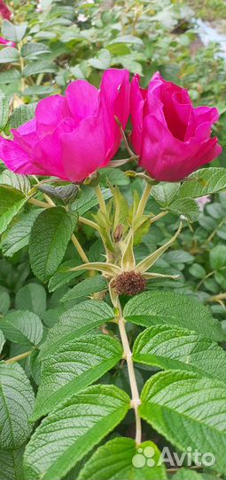 Роза морщинистая.1куст с корнем 200р