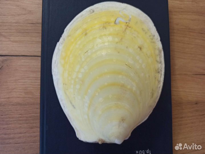 Морская раковина