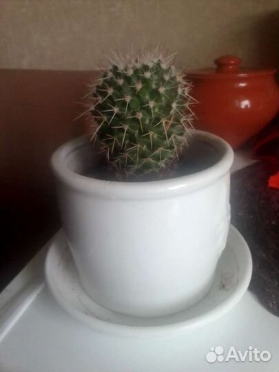 Кактусы и суккуленты