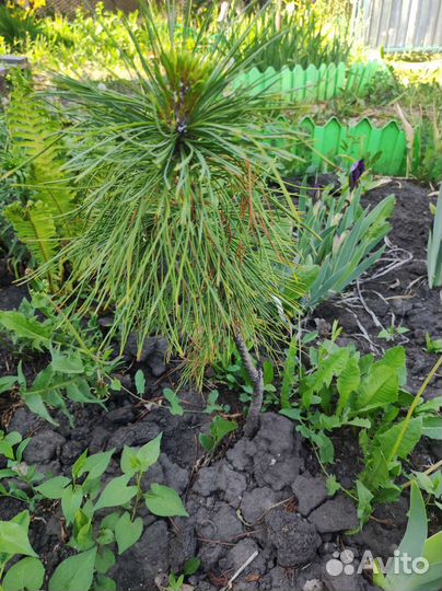 Продам Кедр Сибирский