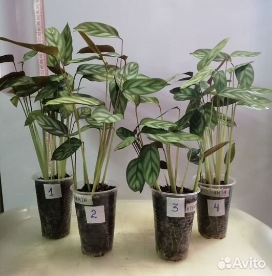 Нефролепис даффи и вариег, ктенанта, даво, хатиора