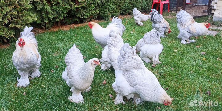 Брама Изабелла яйцо инкубационное