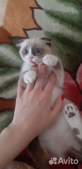 Котёнок рэгдолл