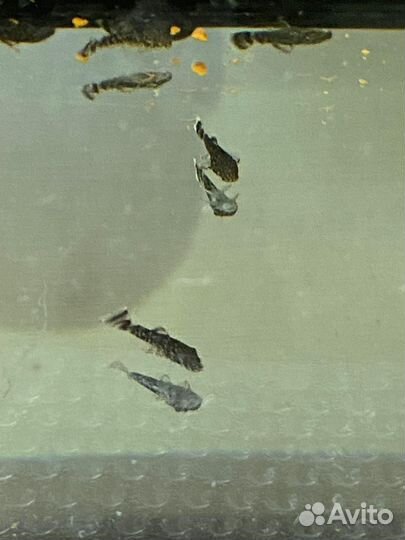 Сомики анциструсы