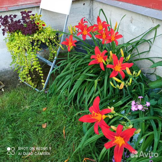 Саженцы многолетних цветов из сада