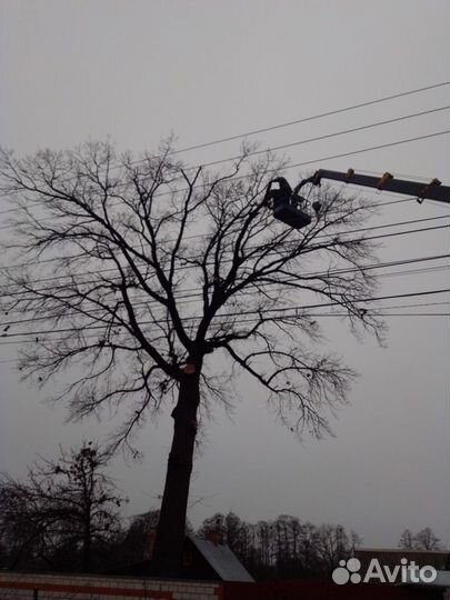 Спиливание аварийных деревьев, кронирование