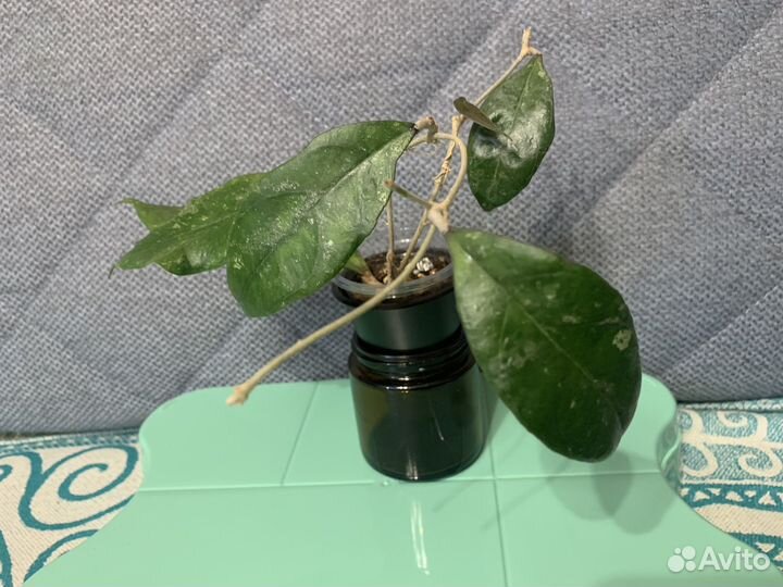 Хойя Чикен фарм / Chicken farm