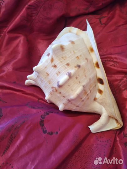 Большая морская раковина