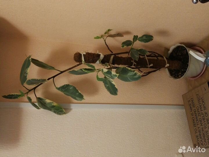 Фикус белиз 100 см