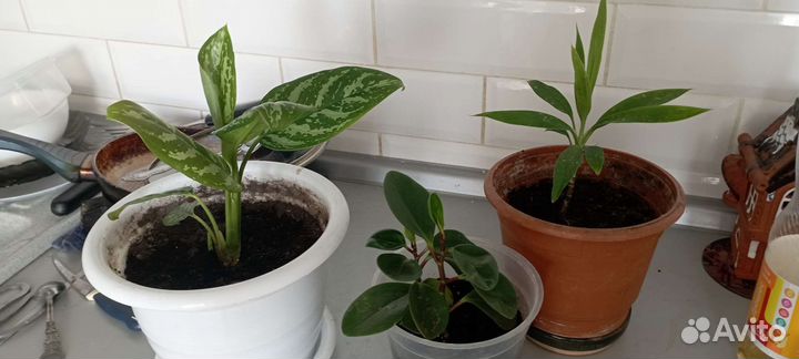 Продам отростки домашних цветов