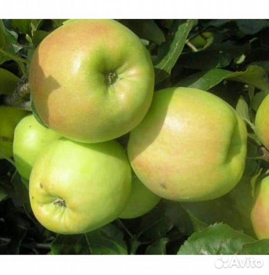 Саженцы яблони Синап орловский