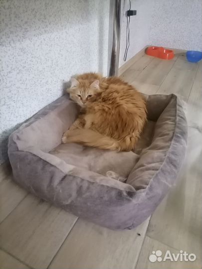 В добрые руки