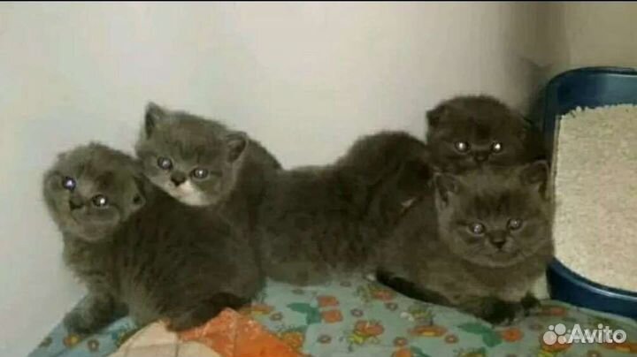 Шотландские котята