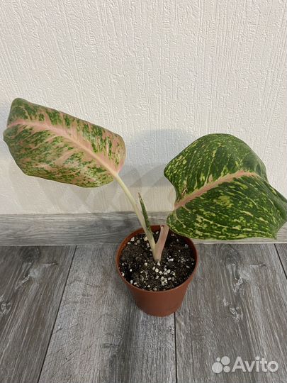 Аглаонема боксинг