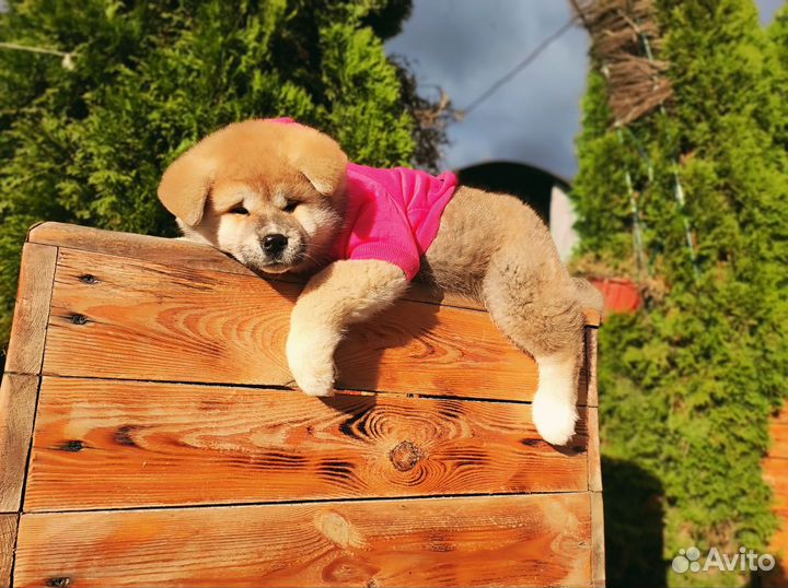 Плюшевая Акита ину