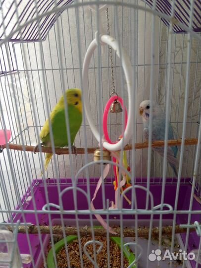 Волнистый попугай с клеткой