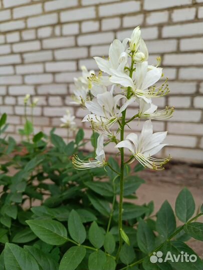 Ясенец белый