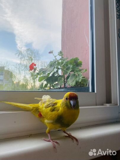 Попугай какарик