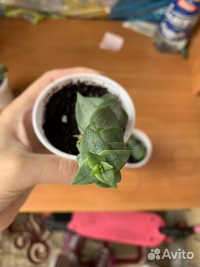 Крассула перфората суккулент