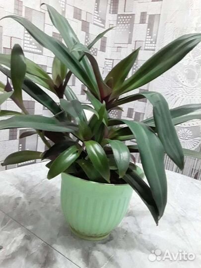 Рео или Ладья Моисея