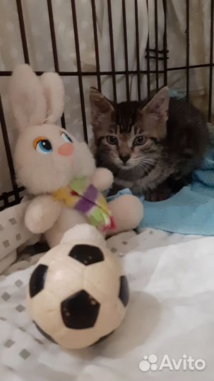 Котёнка выбросили