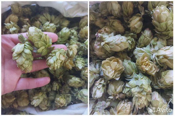 Хмель пивной и многолетние пряные травы. Саженцы