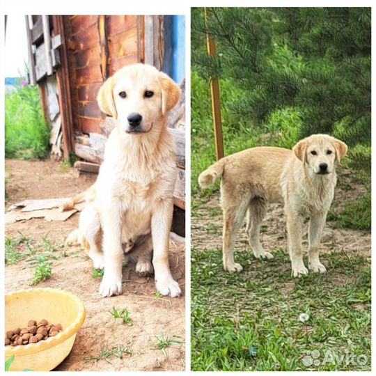 Щенок- подросток. Помесь лабрадора