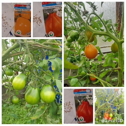 Продаю семена со своего урожая