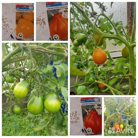 Продаю семена со своего урожая