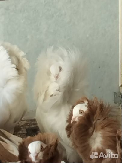 Голуби Пермские, Якобинцы, Чернохвостые бакинцы