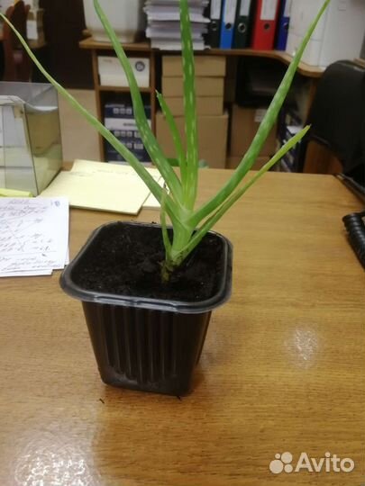 Алоэ вера. Алое. Растение для дома