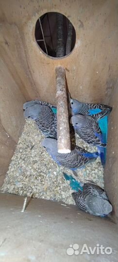 Волнистый попугай и кореллы