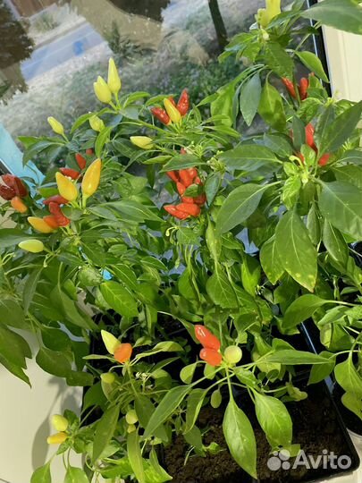 Перец красный острый