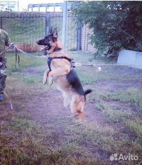 Немецкая овчарка вязка