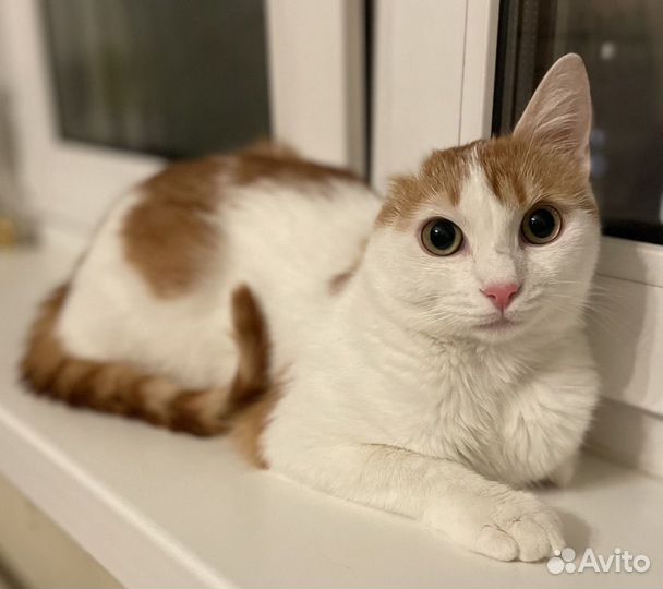 Котёнок 7-8 мес