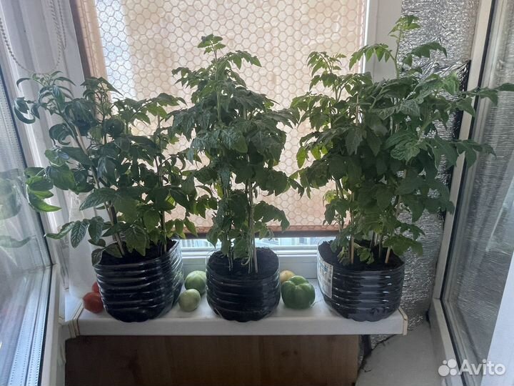 Рассада помидор черри