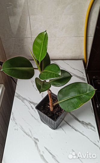 Фикусы разные