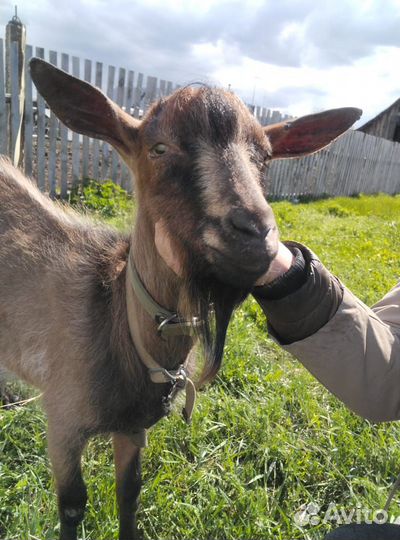 Коза дойная с козлятами